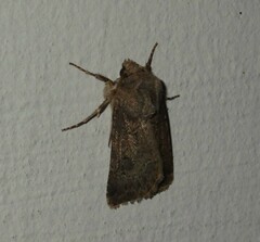 Agrotis bigramma