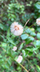 Eriophorum virginicum