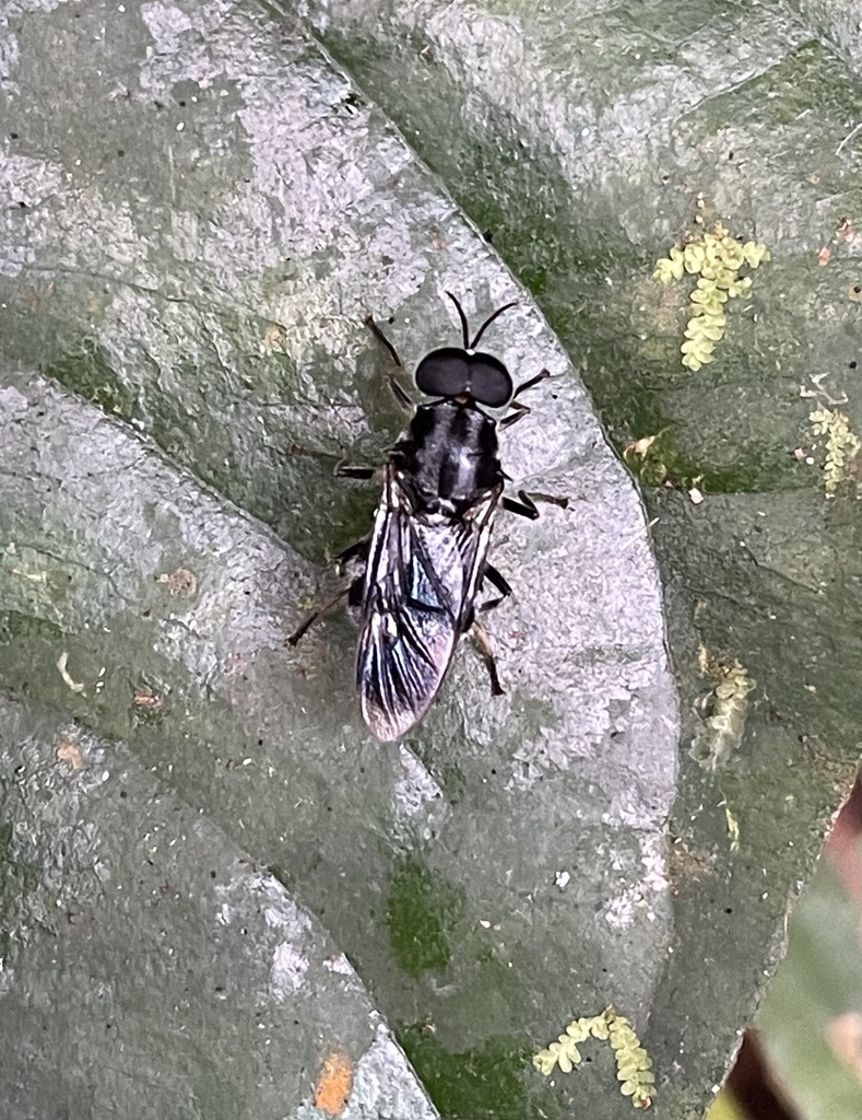 Diplephippium