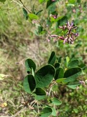 Lespedeza bicolor