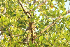Tigrisoma mexicanum