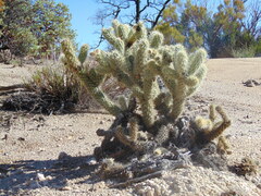 Cylindropuntia wolfii