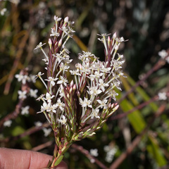 Struthiola