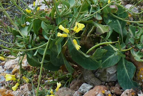 Representative image of Brassica cretica