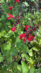Salvia coccinea