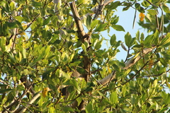 Tigrisoma mexicanum