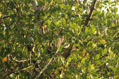 Tigrisoma mexicanum