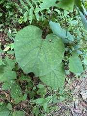 Aristolochia