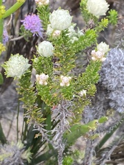 Helichrysum teretifolium