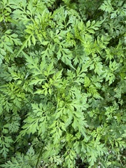 Bidens bipinnata