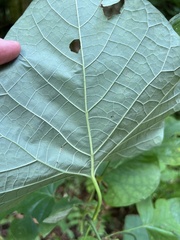 Aristolochia