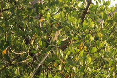 Tigrisoma mexicanum