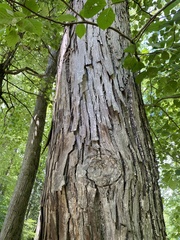Carya ovata