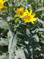Helianthus hirsutus