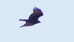 Buteo albonotatus
