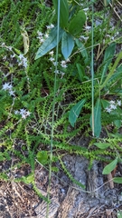 Sedum