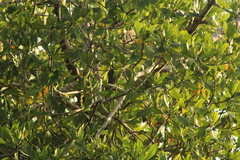 Tigrisoma mexicanum