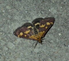 Pyrausta aurata