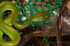 Trimeresurus macrops