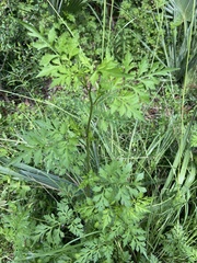 Bidens bipinnata