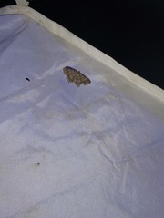 Digrammia ocellinata