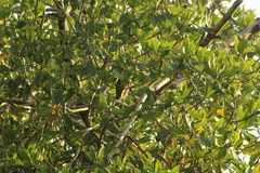 Tigrisoma mexicanum