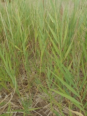 Phragmites australis