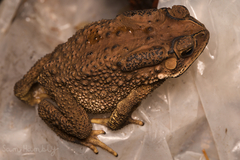 Duttaphrynus melanostictus