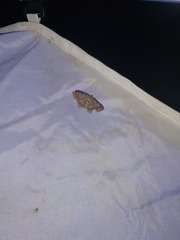 Digrammia ocellinata