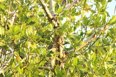 Tigrisoma mexicanum