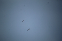 Buteo jamaicensis