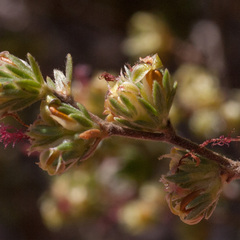 Cliffortia