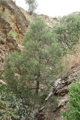 Juniperus polycarpos