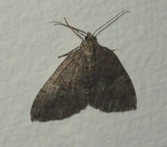 Hydriomena furcata