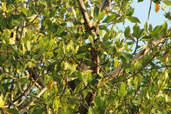 Tigrisoma mexicanum