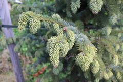 Picea sitchensis
