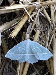 Campaea margaritaria