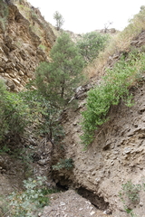Juniperus polycarpos