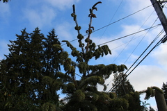 Picea sitchensis