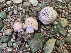 Agaricus