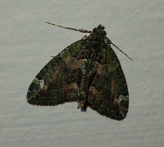 Chloroclysta siterata