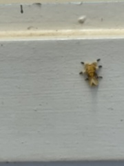 Megalopyge opercularis