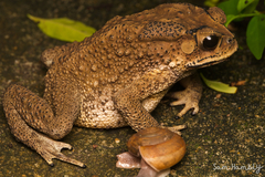 Duttaphrynus melanostictus