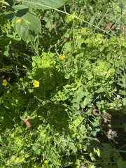 Oxalis stricta