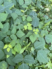 Amphicarpaea bracteata