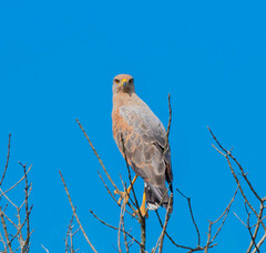 Buteogallus meridionalis