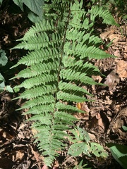 Athyrium