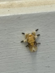 Megalopyge opercularis