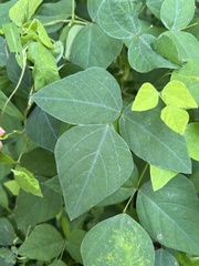 Amphicarpaea bracteata