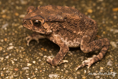 Duttaphrynus melanostictus